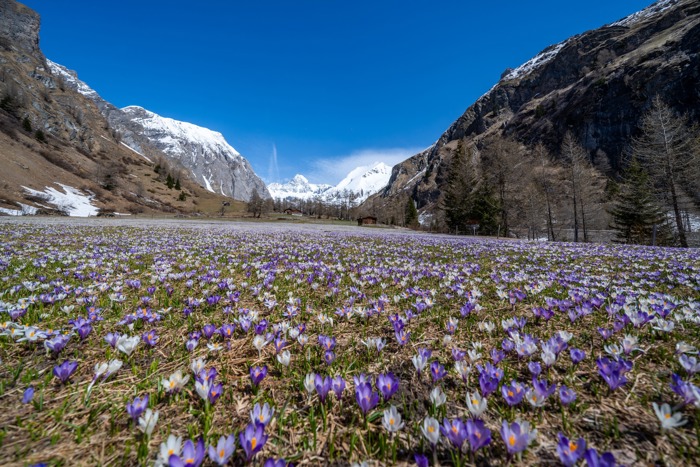Der Frühling in Tirol
